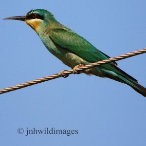 BEE-EATER, BLUE CHEEKED
