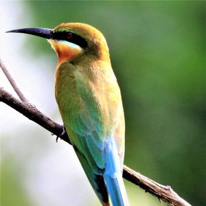 BEE-EATER, BLUE TAILED