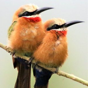 BEE-EATER, WHITE FRONTED