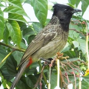 BULBUL, RED VENTED