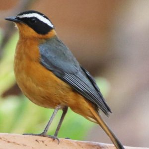 CHAT, WHITE BROWED ROBIN