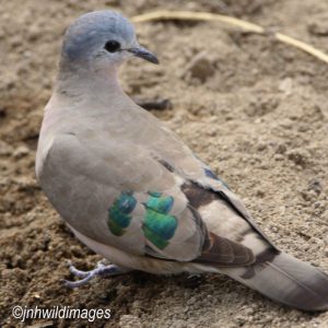 DOVE, EMERALD SPOTTED WOOD