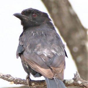 DRONGO,FORK TAILED