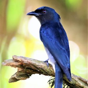 DRONGO, WHITE BELLIED