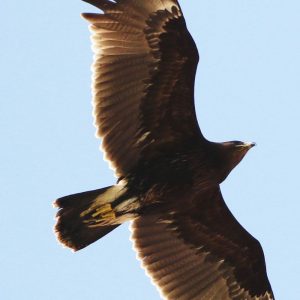 EAGLE, GREAT SPOTTED