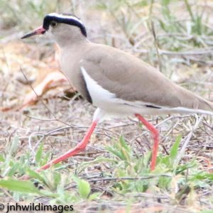 LAPWING, CROWNED