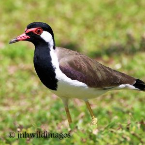 LAPWING, RED WATTLED