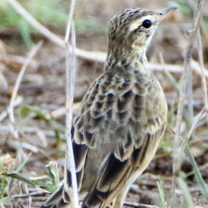PIPIT, AFRICAN
