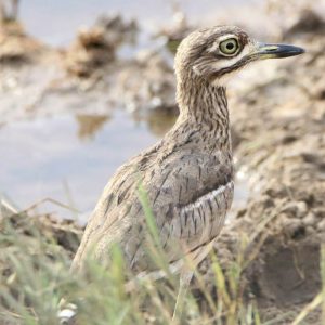 THICK KNEE, WATER
