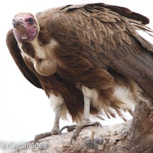 VULTURE, HOODED
