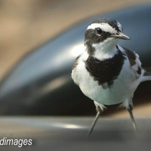 WAGTAIL, AFRICAN PIED