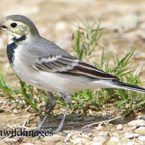 WAGTAIL, WHITE
