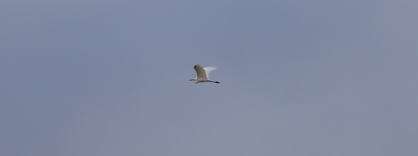 Local Patch ; Otter and  Great White Egret 21st October 2019