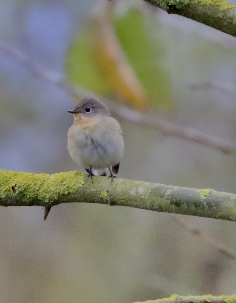 Red Breasted Flycatcher: November 4th 2019