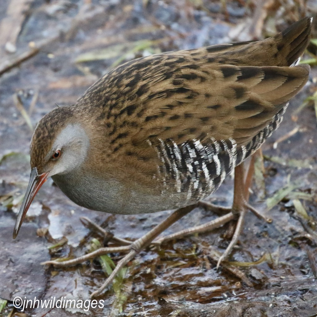 Water Rail – finally in the bag!!!!  December 2nd 2019.