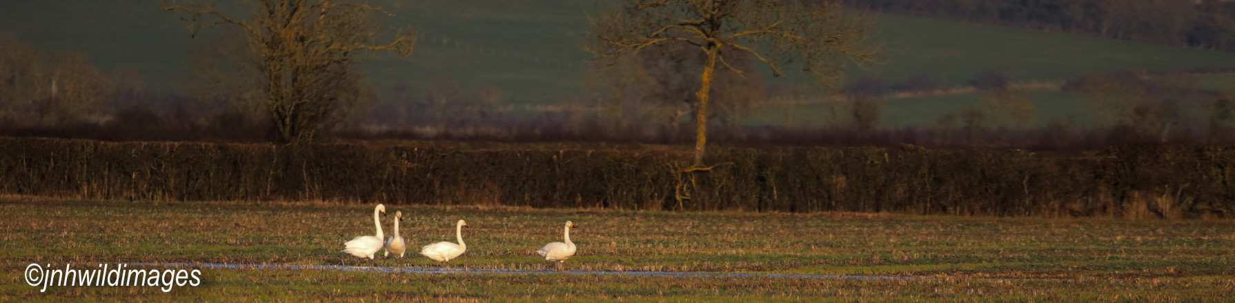 Suprises on the Local Patch: A Raven and Whoopers.
