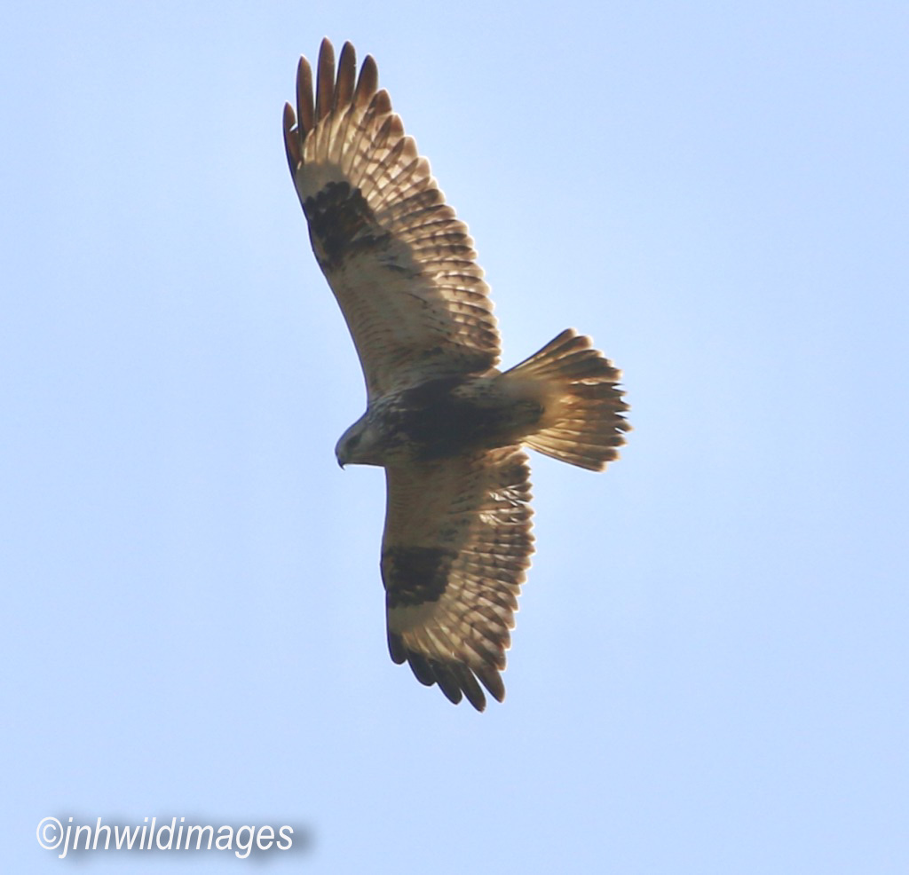 Rough Legged Buzzard: A great trip over to Thorne, South Yorkshire 15th Jan 2020