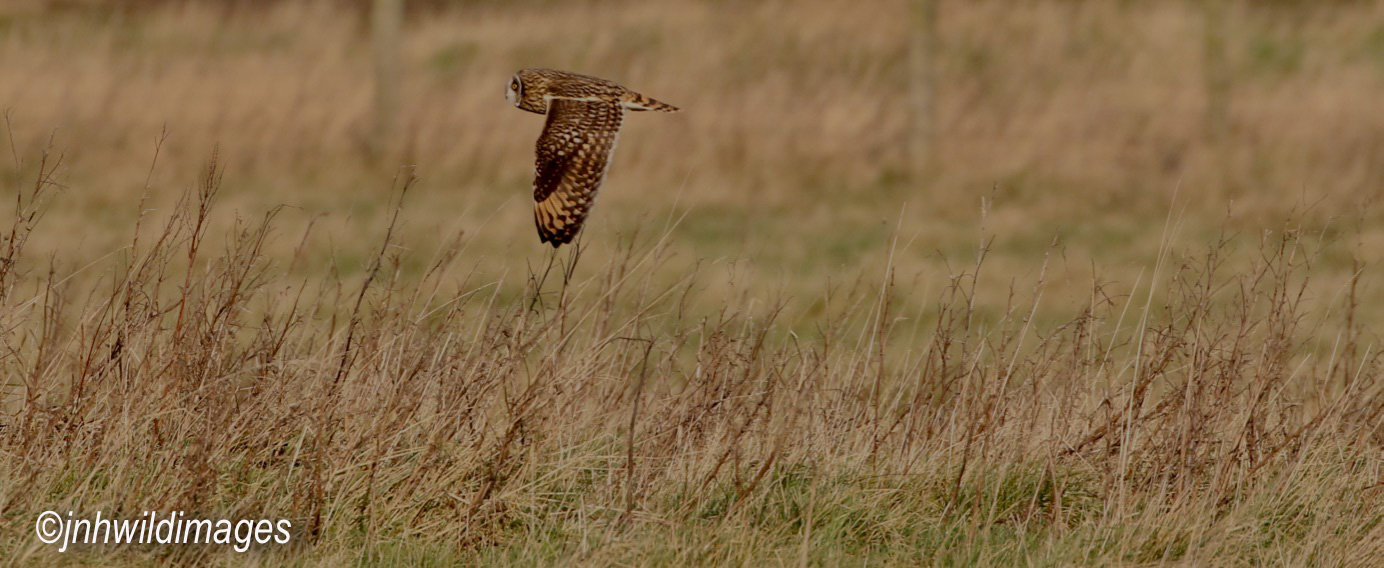Short-eared Owl at Filey Country Park 24th January 2020