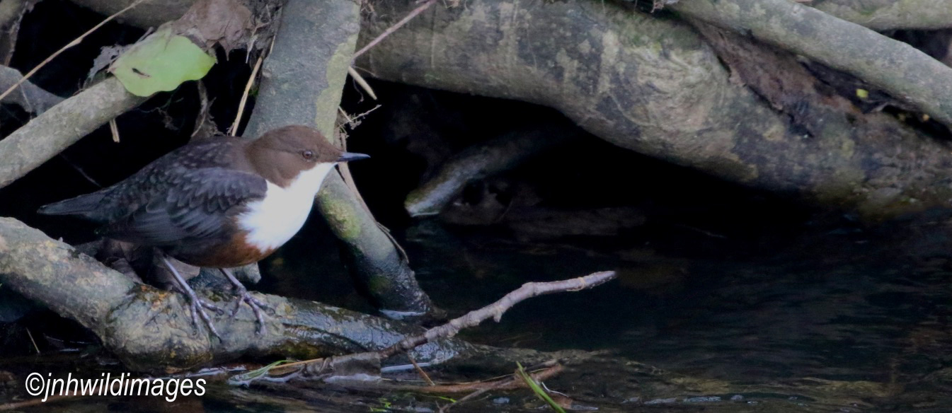 Another Great Week; Brambling, Dipper, Grey Wagtail and hunting Goshawk !!! March 9th – 13th.