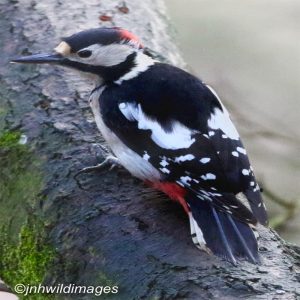 WOODPECKER, GREAT SPOTTED