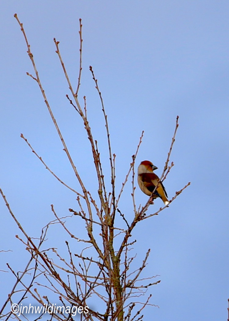 A Haven of Hawfinches: Castle Howard Arboretum 8/9th March