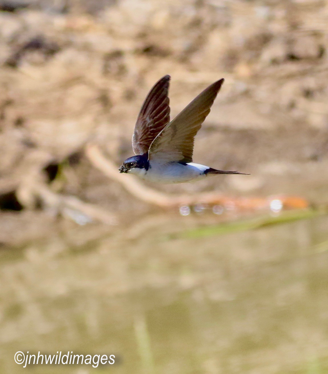 May Lockdown ….  House Martins and back to normal Birding!!!!