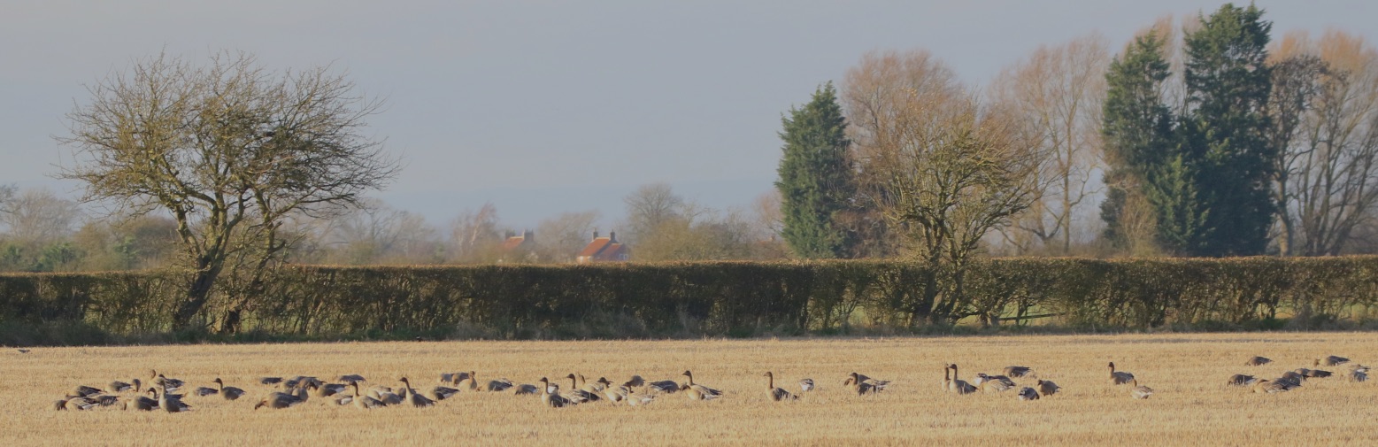 December Highlights: Searching for wild grey winter geese on the local patch !!