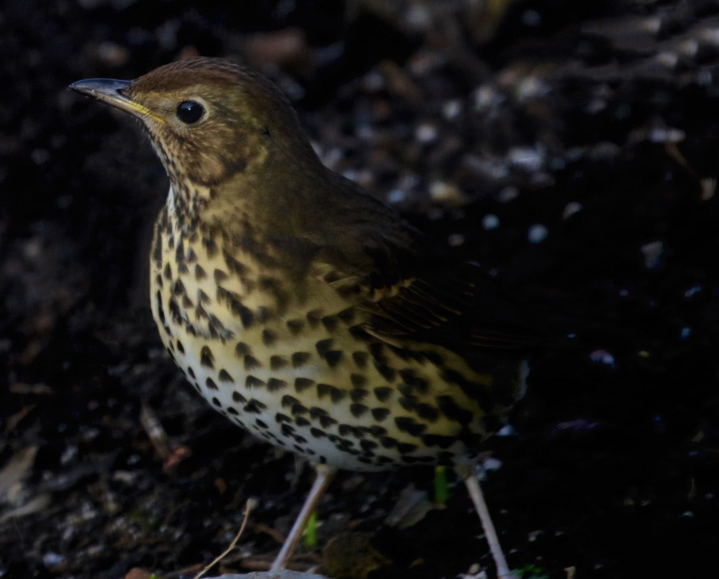 February Highlights: Additions to the Garden List ; A Tale of Two Thrushes…….