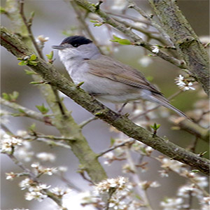 April Highlights: Returning Blackcaps … Spring is really here !!!