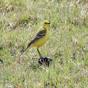 April Highlights: Yellow Wagtails, Wheatears and Orange Tips: A great way to end April.