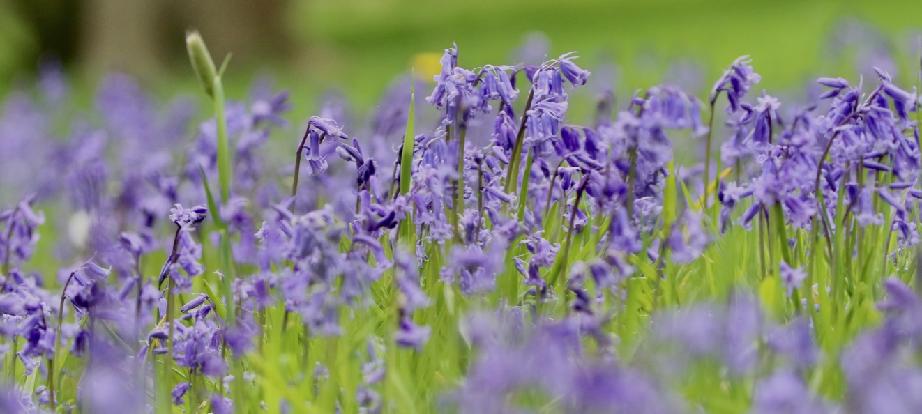 May ’21 Highlights: Savi’s Warbler, Cygnets, Bluebells, Fritillaries and Peregrine!!