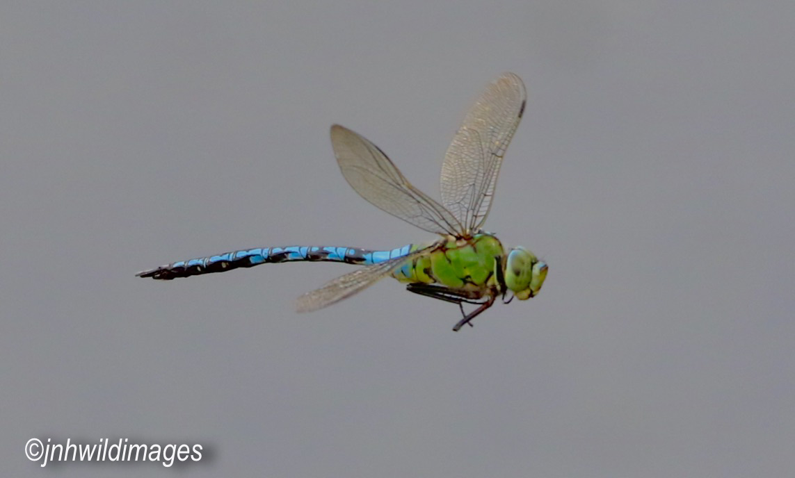 July Highlights: Tales of Dragons, Damsels, Butterflies and of course a few birds too!!