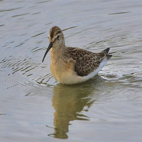 September Highlights: Curlew Sandpiper, Hummingbird Hawkmoth and 3 Waders on the ‘Local Patch’ Great start to the month!