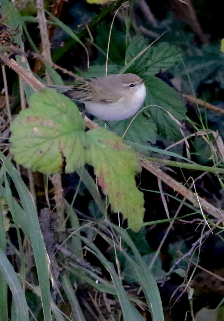 November Highlights: Tristis race of Chiff-chaff; a great Local Patch find!!