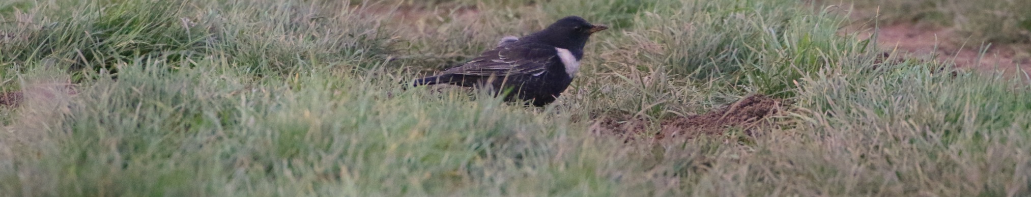 December Highlights: Ring Ouzel and Smew