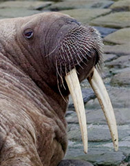 December Highlights: A tale of a Walrus in Scarborough Harbour – New Year’s Eve 2022