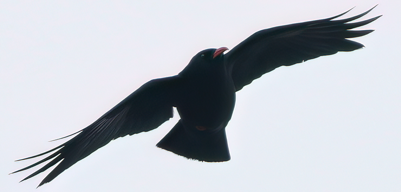 March Highlights: Choughs in Pembrokeshire, Welsh Odyssey!!