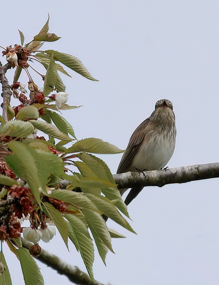 May Highlights; Spotted Flycatcher and Corn Bunting in the bag.