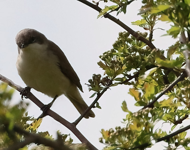 May Highlights: At last, Lesser Whitethroat photographed!!