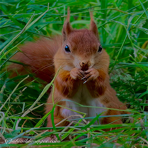 July Highlights; Red Squirrels at York Arboretum