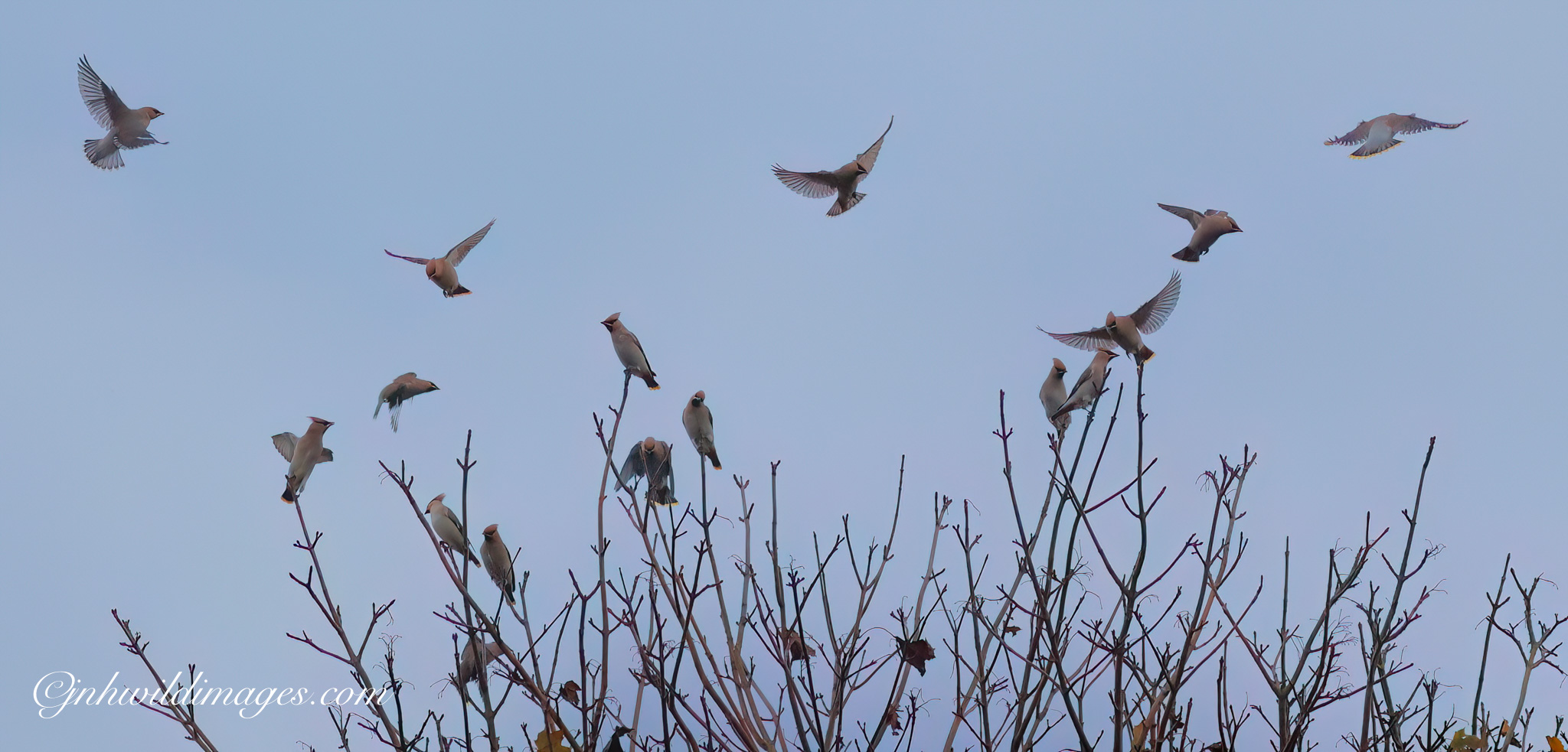 November Highlights: Waxwings on the Local Patch…!!!