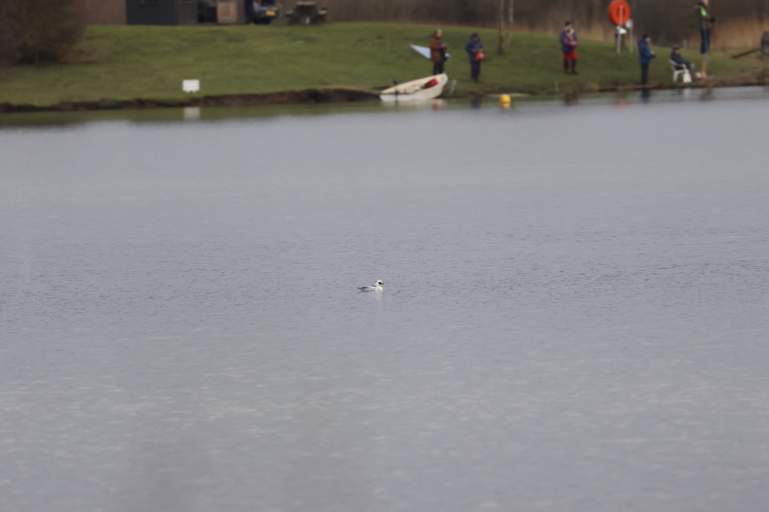 January ’24 Highlights Part 3: Happy Smew Year …
