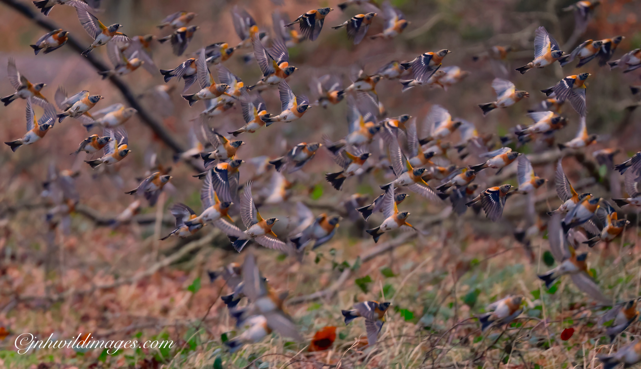 January Highlights …. ‘Blizzard of Bramblings’ Dalby Forest North Yorks.