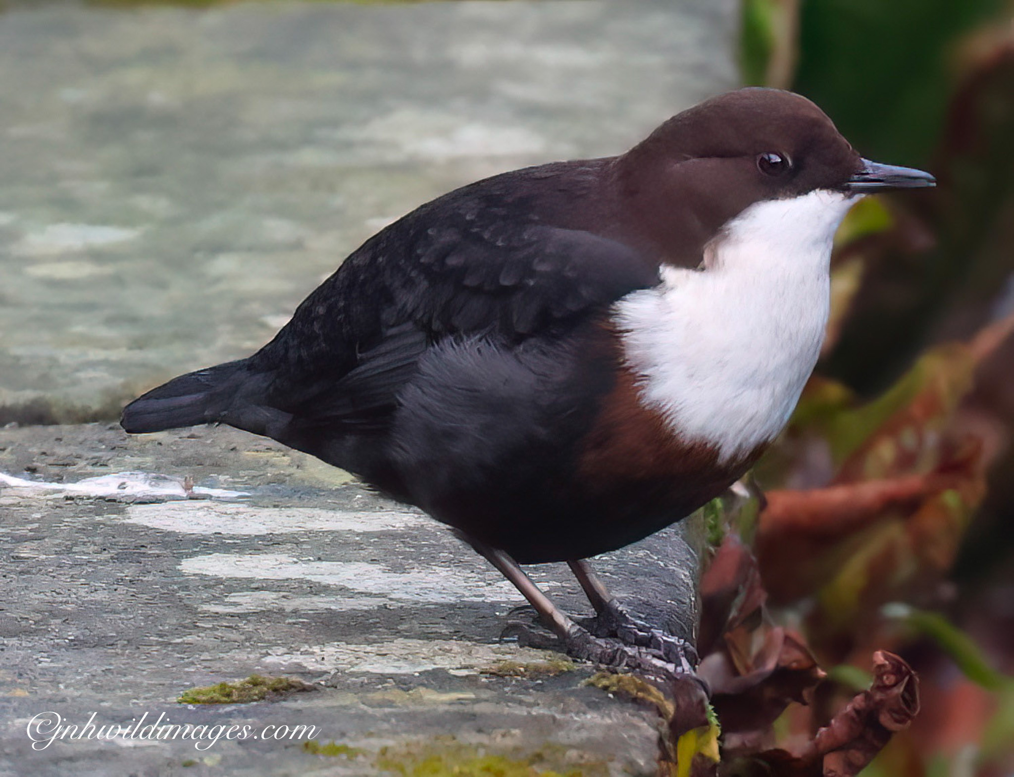 January Highlights: Watching Local Dippers.
