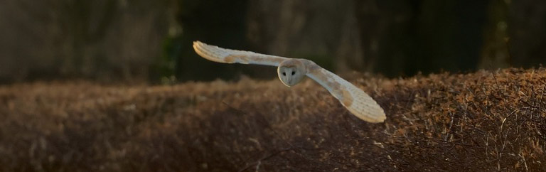 January Highlights: Hunting Barn Owl – You can’t get much better!!