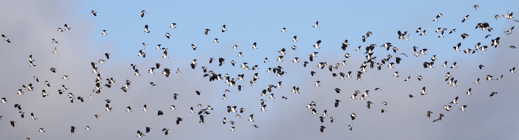 January Highlights: Harriers, Merganser and Diver