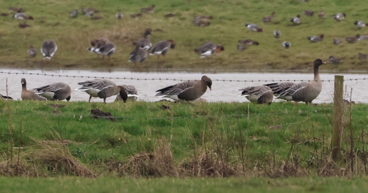 Highlights in February Part 2: Rough-Legged Buzzard, Bean Geese, Merlin and a new patch record Long-tailed Duck!!