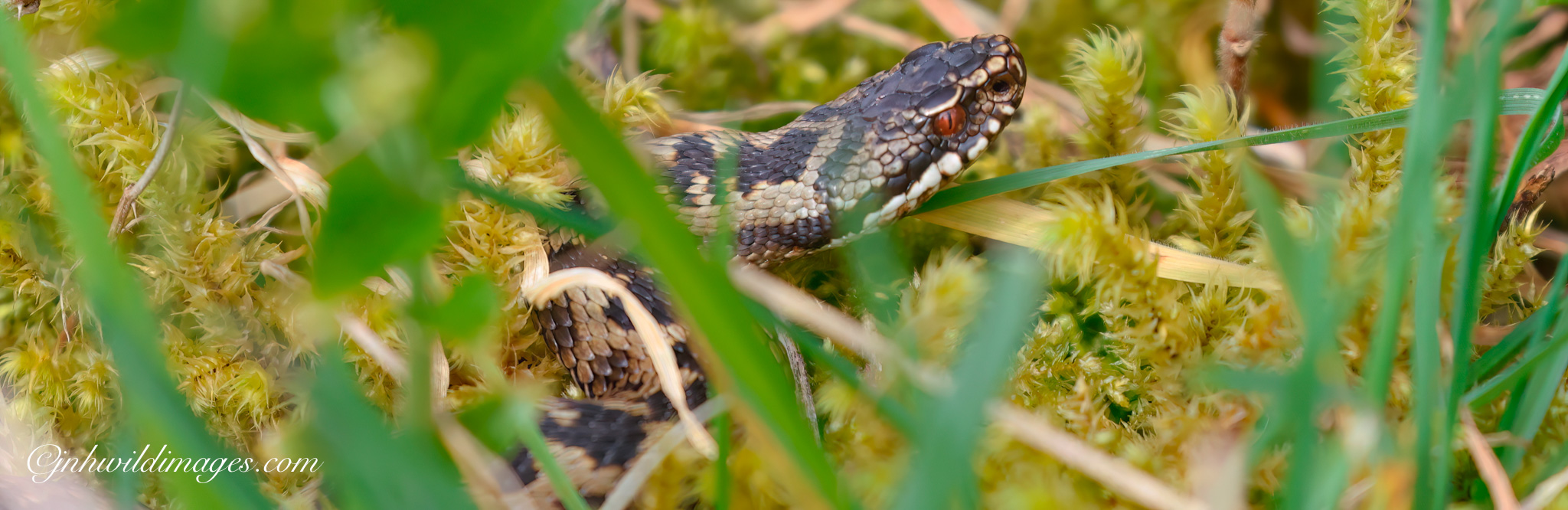 March Highlights; Little Owl, Red Necked Grebe and photographing Adders!!!