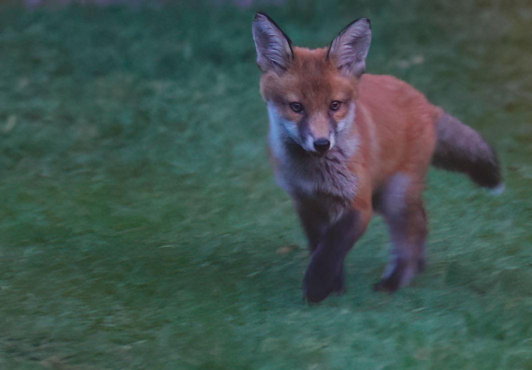 May ’24 Highlights: Duke of Burgundy, Barn Owls and Foxes!!