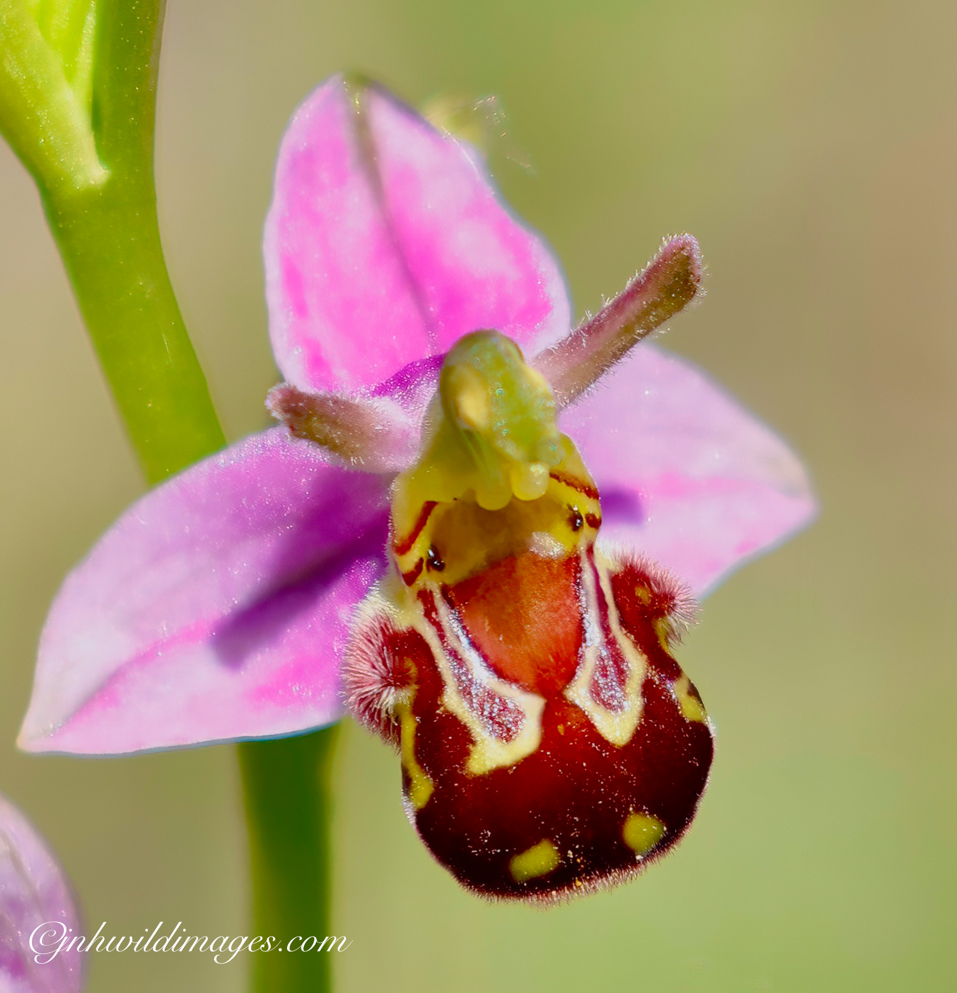 A nice way to end June: Foxes(again!!!), A visit to Bempton Cliffs, Local Barn Owls and Orchids